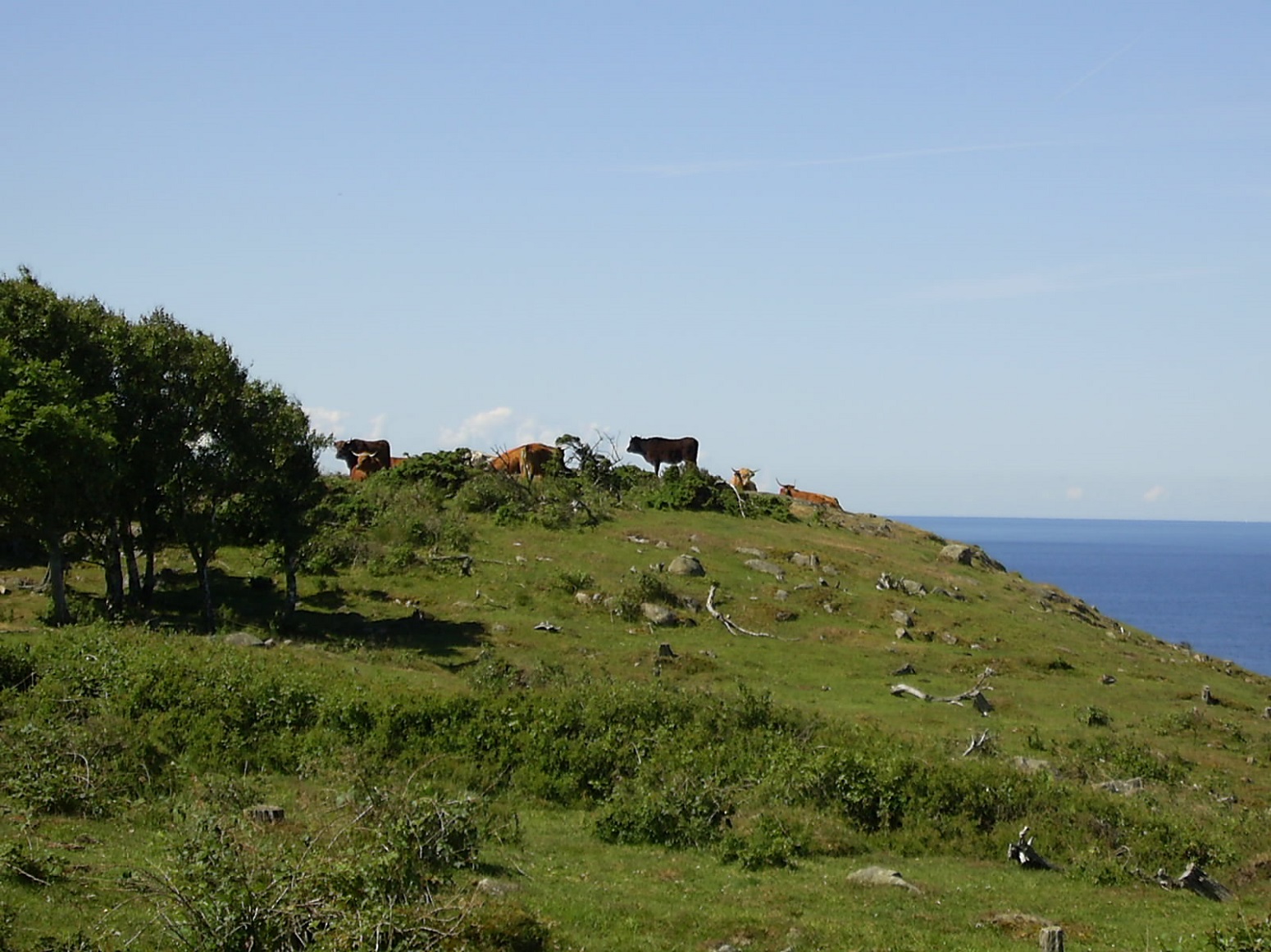 Highland Cattle som är nära Fyren