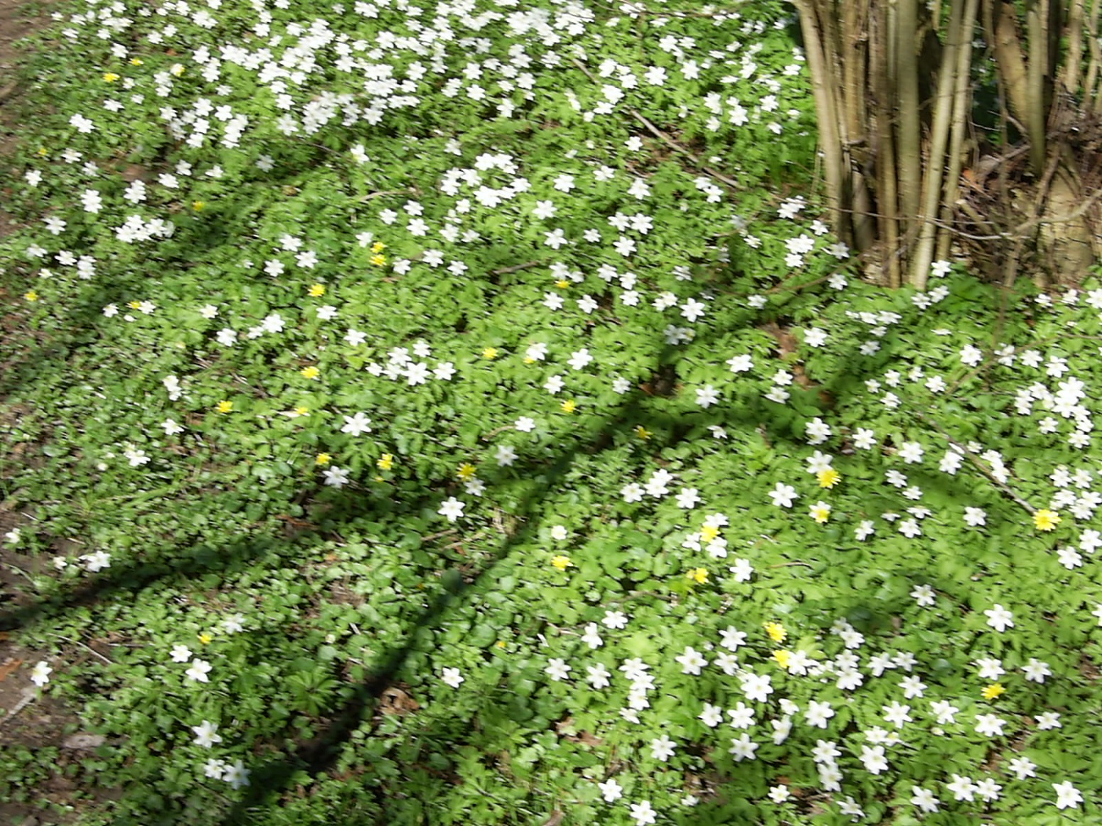 Två sorters blommor